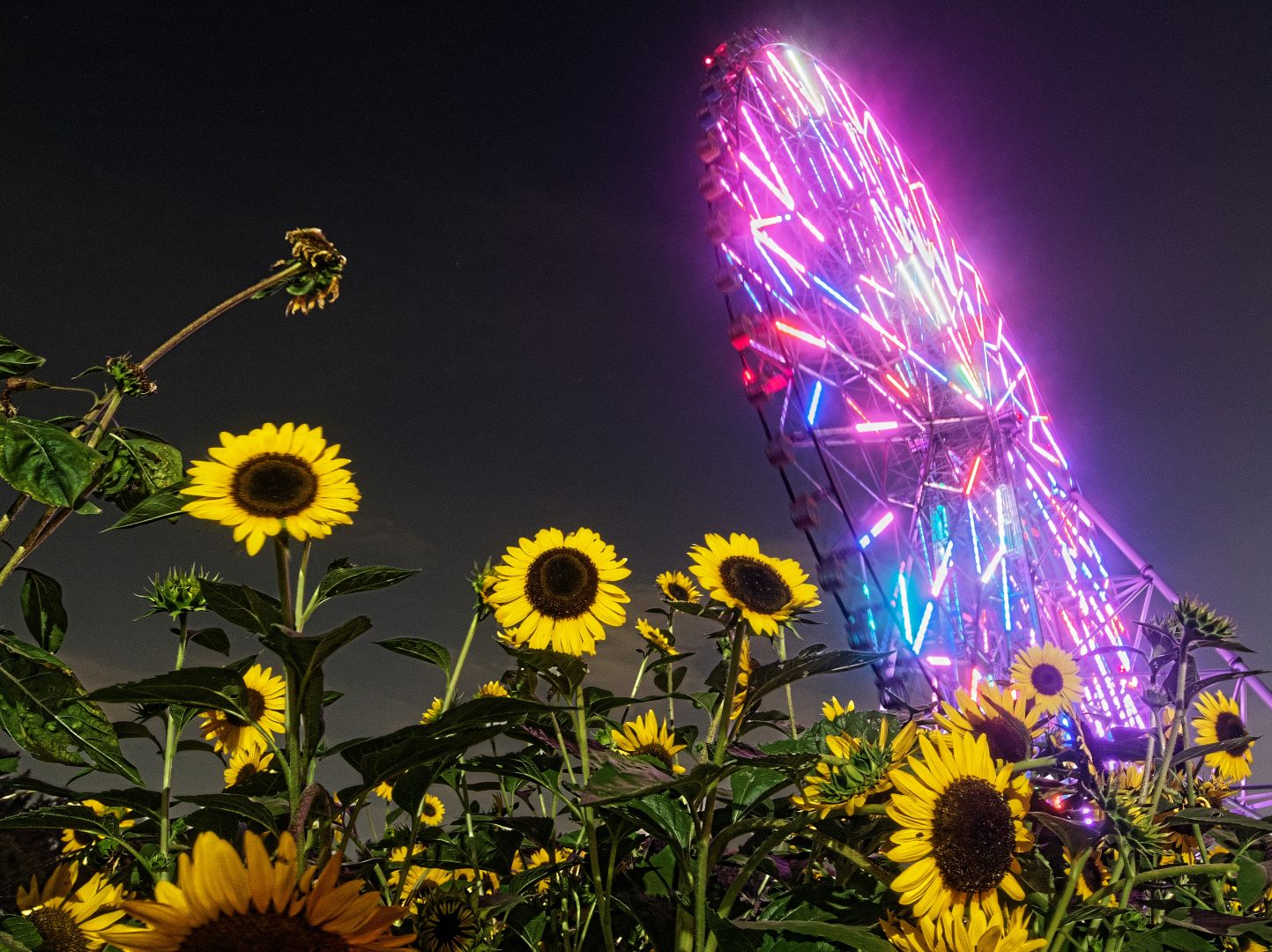 ZUISO（随想） - 想いをつづる、想いがひろがる