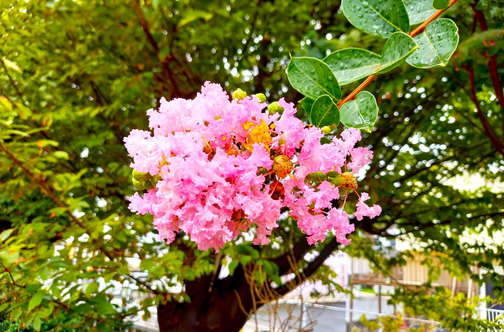 通勤途上に咲く花
