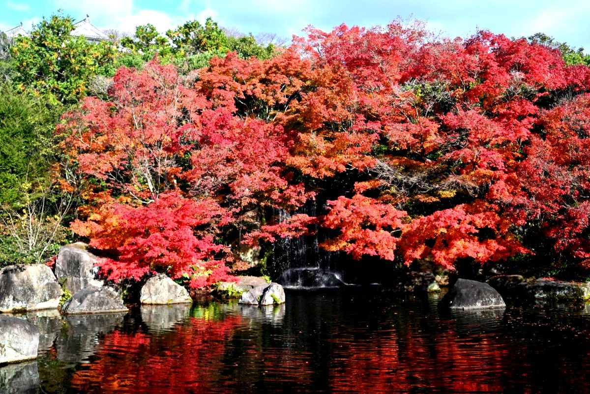 好古園の紅葉