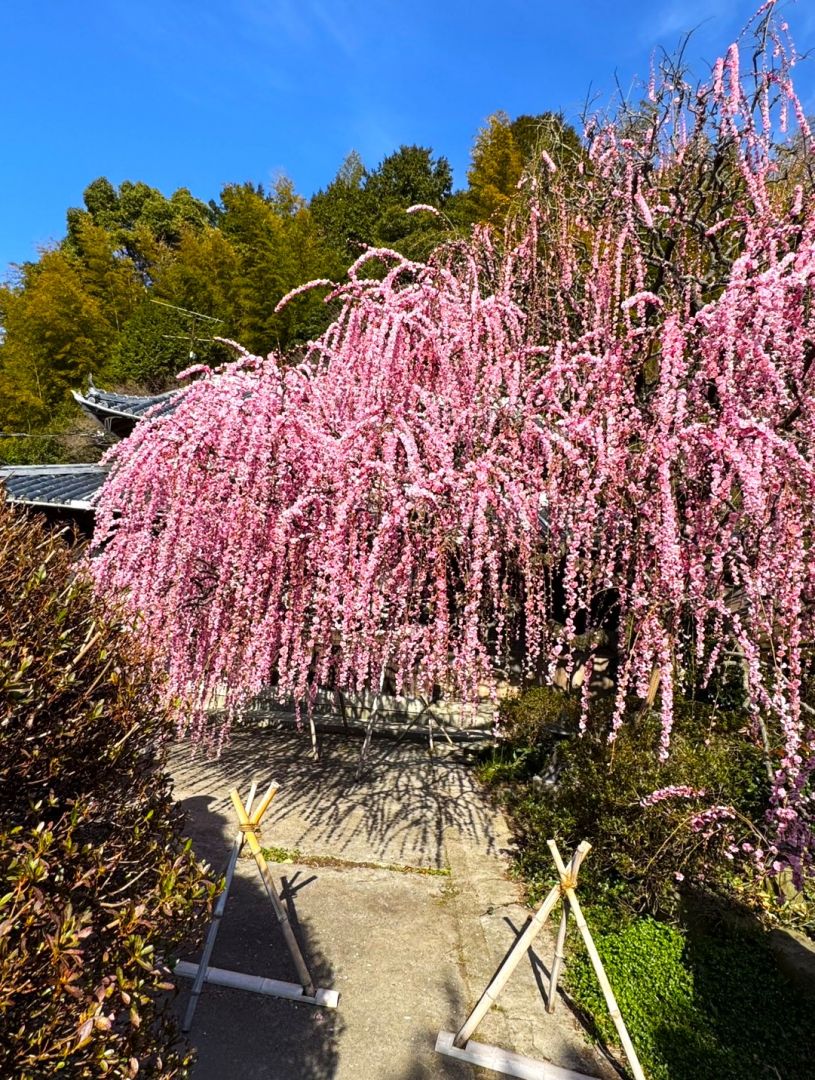 しだれ梅は六分咲き