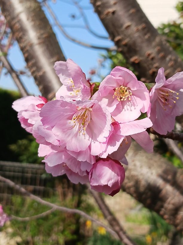 陽光桜が本日開花宣言