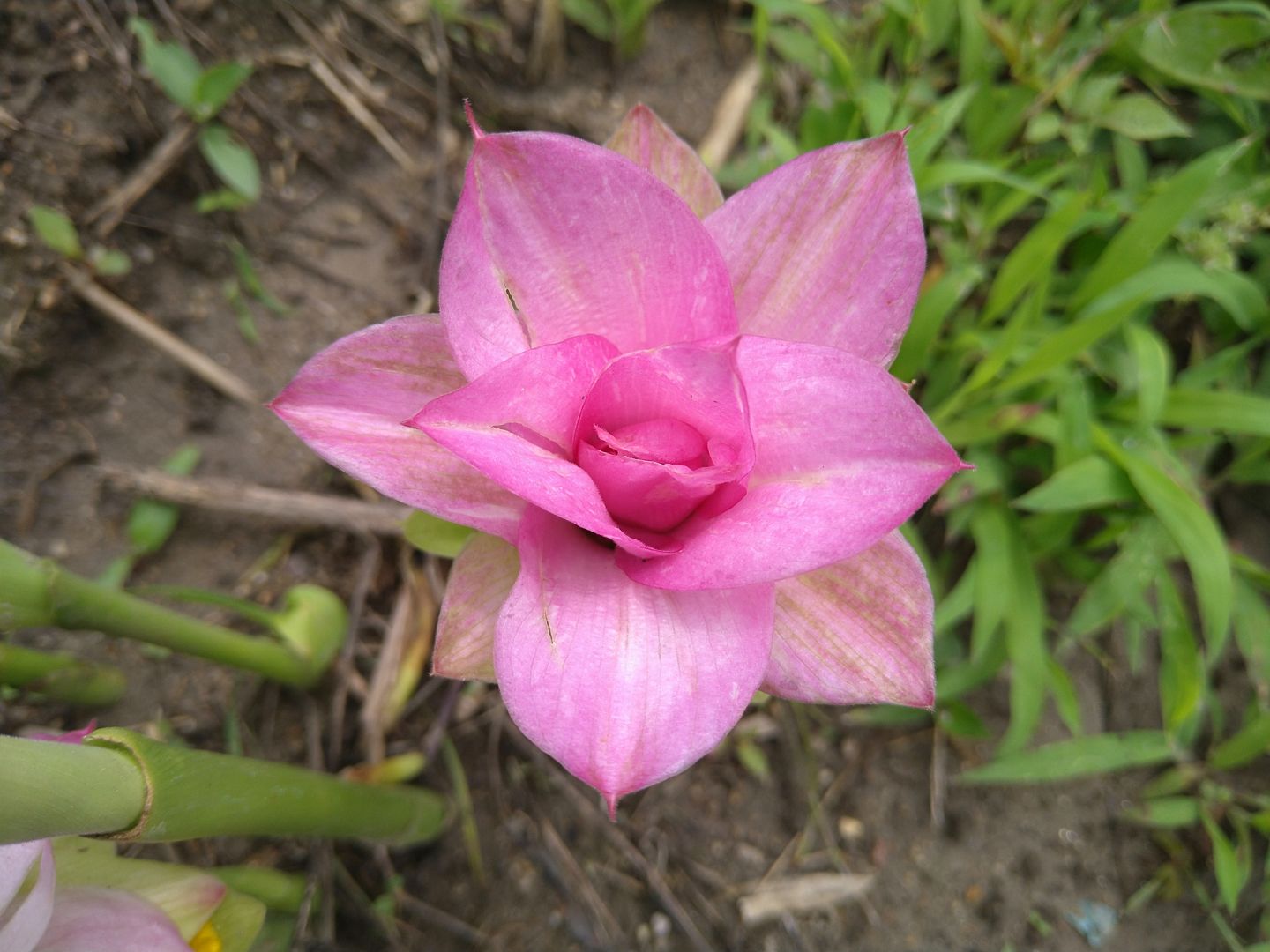 散歩で見た花