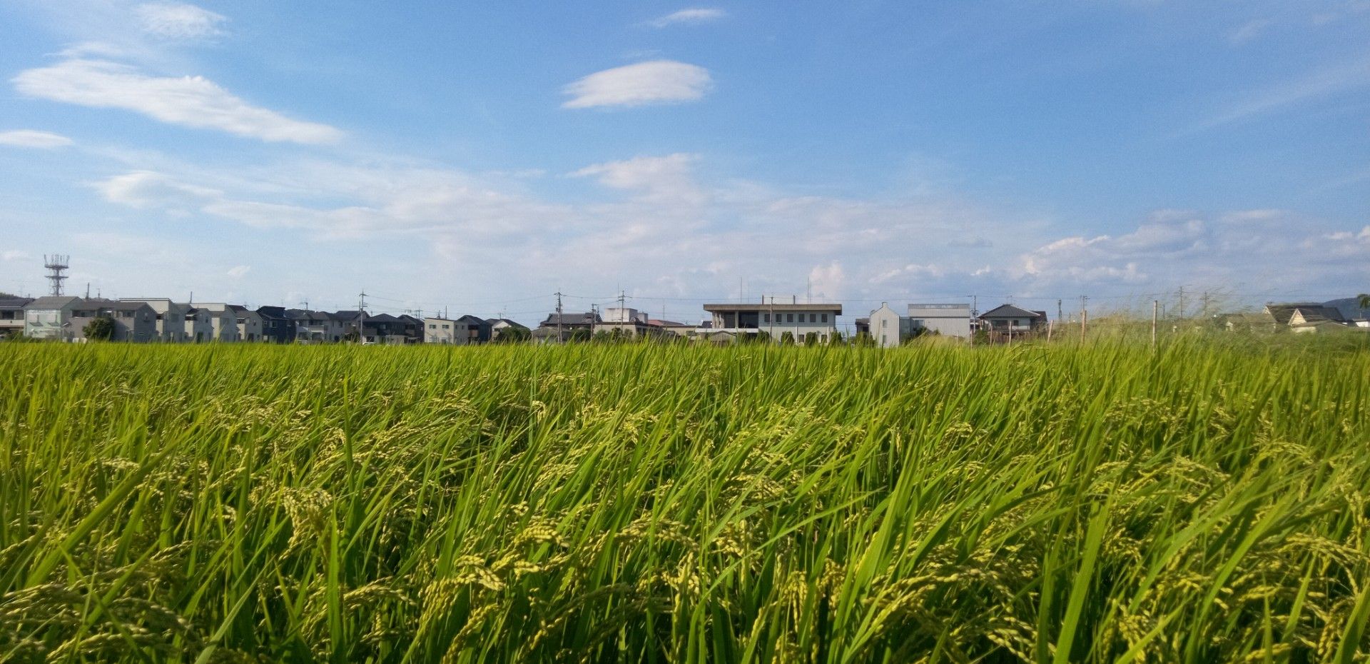厳しい残暑 癒されの青空