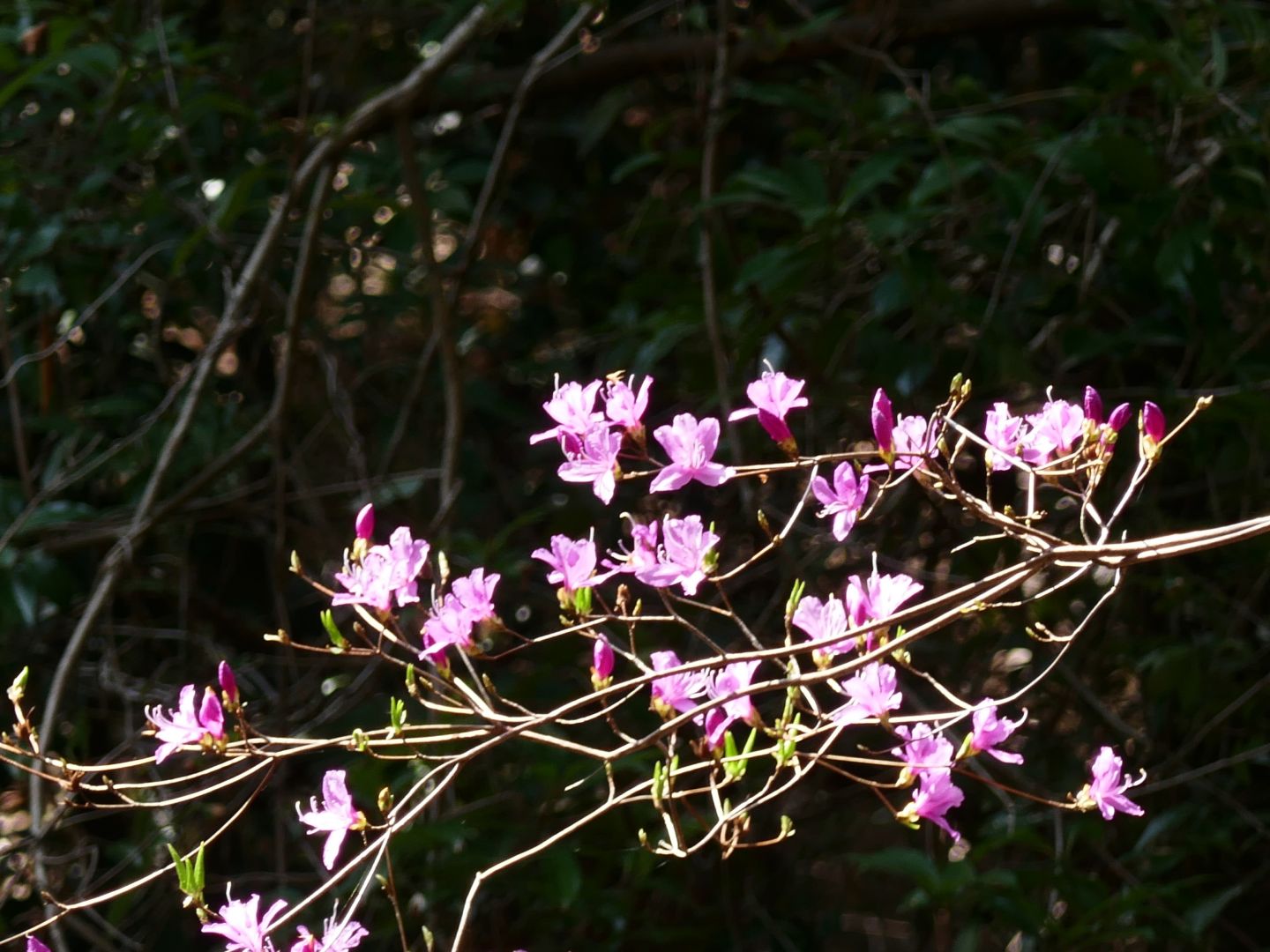 今日のハイキングで見た花
