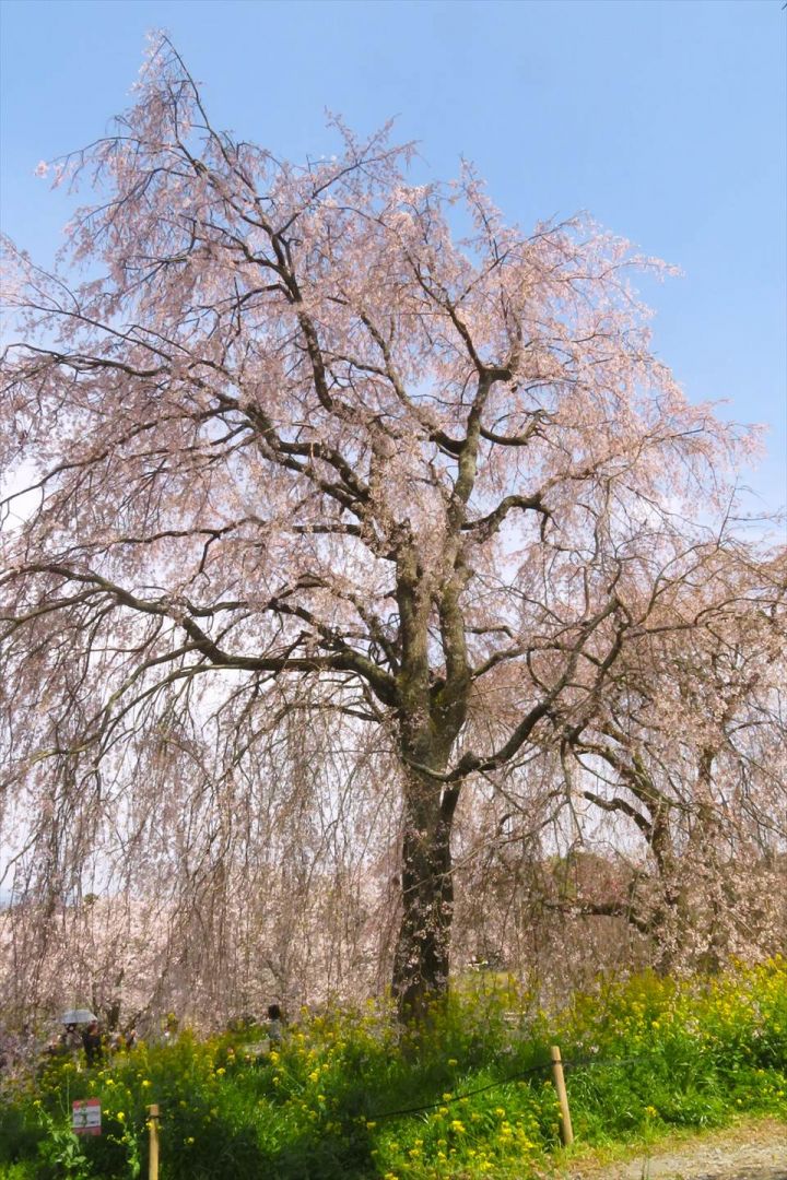 流川の桜並木と法華原のしだれ