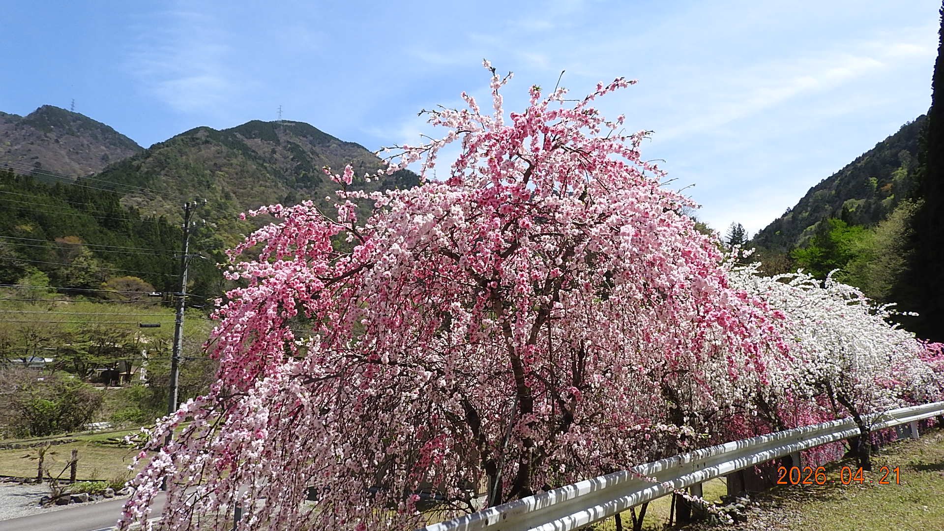 花桃街道 枝垂れはなもも