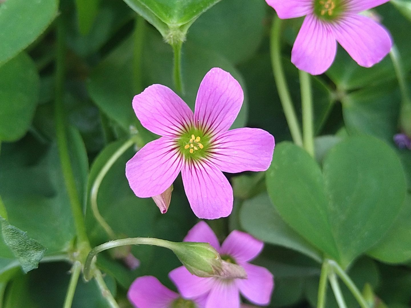 散歩で見た花