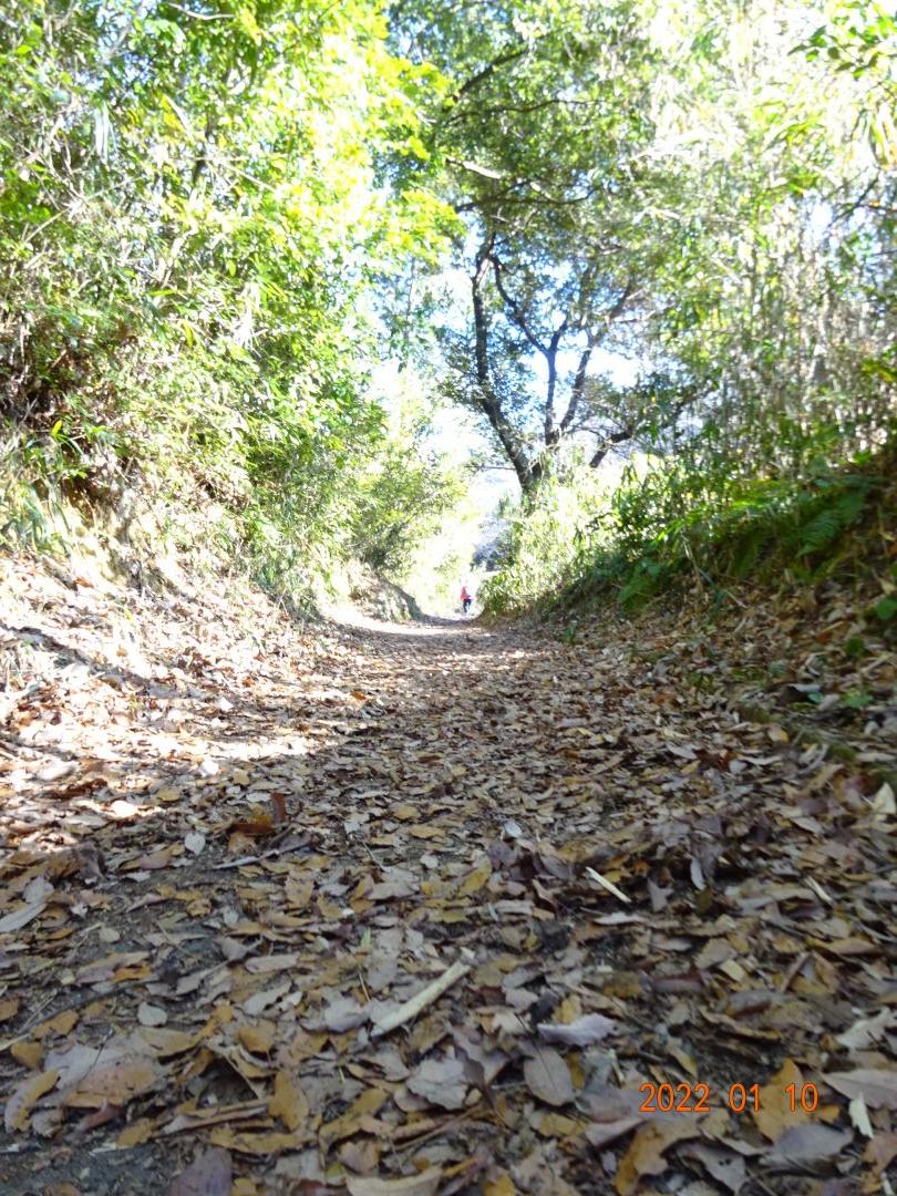 大阪府民の森 むろいけ園地