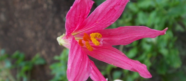 Zuiso 随想 想いをつづる 想いがひろがる