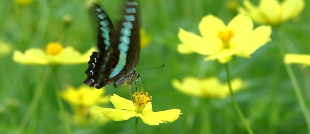 Zuiso 随想 想いをつづる 想いがひろがる