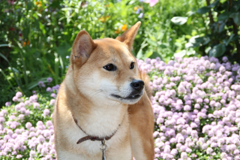 Zuiso 随想 想いをつづる 想いがひろがる